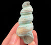 Turritella Shell With Mineralization Indonesia A0082-Throwin Stones